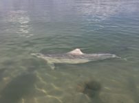 ティン・キャン・ベイ