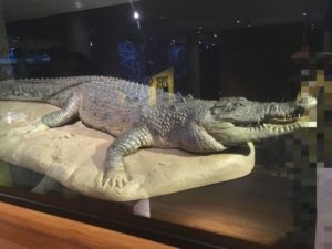 クイーンズランド博物館(Queensland Museum)