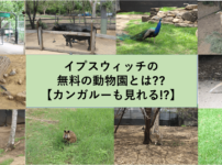 イプスウィッチの無料の動物園とは??【カンガルーも見れる!?】